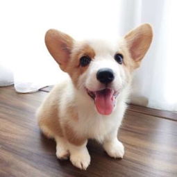 柯基犬和马犬哪个厉害