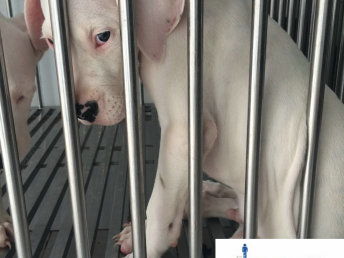 广州哪里卖杜高犬