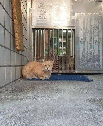猫抓板和猫柱哪个好