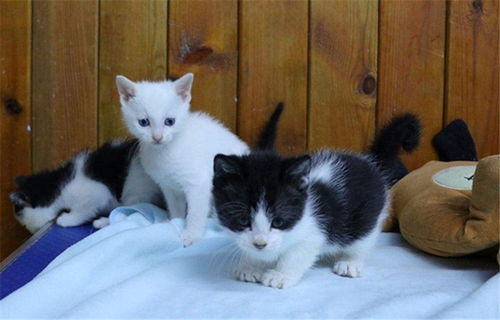 领养猫咪需要哪些条件