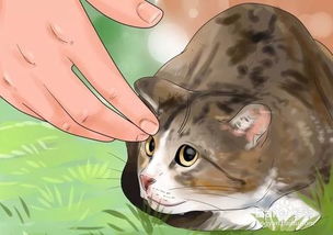 如何驯服野猫