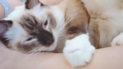 如何陪伴小猫