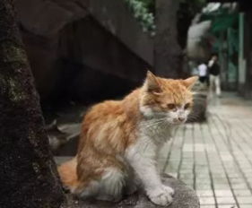如何收养小流浪猫