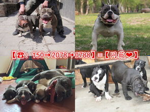 成都恶霸犬哪里有售