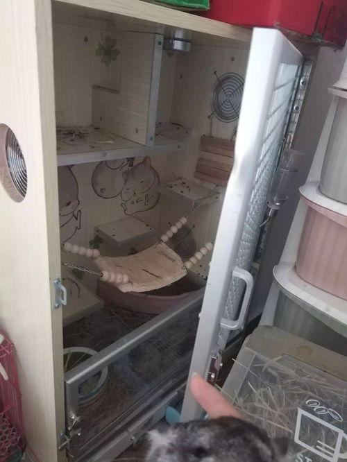 龙猫柜笼和铁笼哪个好