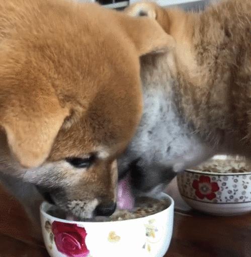 小狗崽多久可以断奶