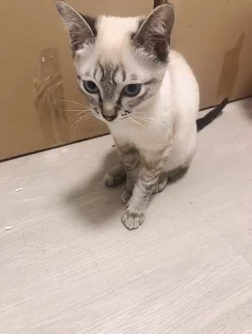 养猫去哪里买