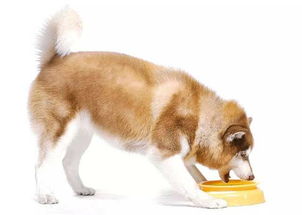 狗狗吃饭消化多久