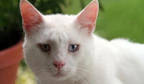 男猫发情有哪些症状
