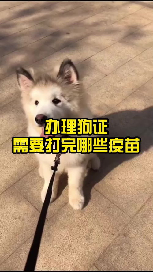 狗儿打疫苗打哪里