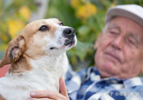如何好好养狗狗