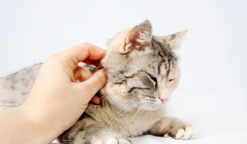 猫常见的病有哪些