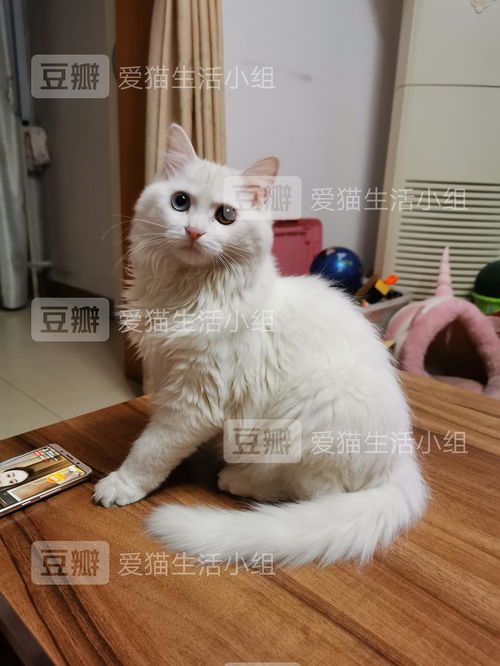 小猫多久可以带回家