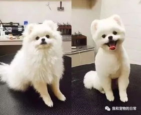 如何给狗做造型