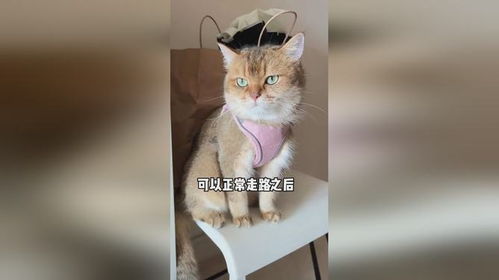 如何训小猫作揖