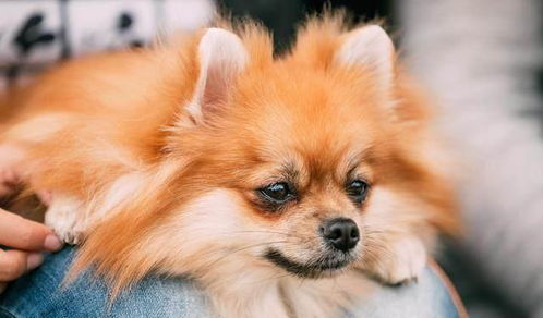 博美犬骨折多久痊愈
