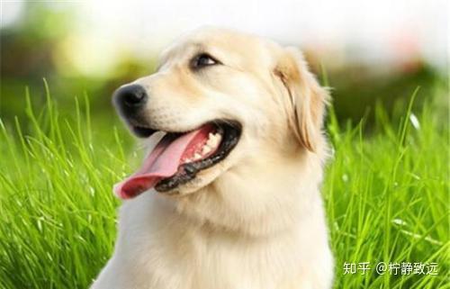 母狗经期持续多久