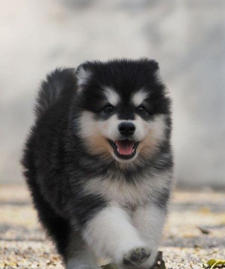 拉萨哪里卖纯种拉萨犬