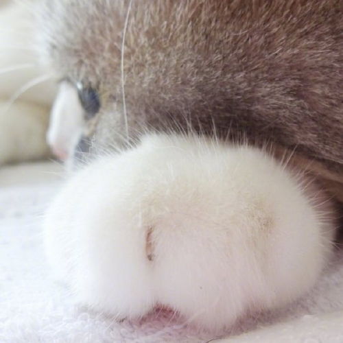不换猫砂会怎么样