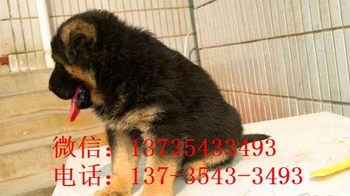 哪里能领养德国牧羊犬