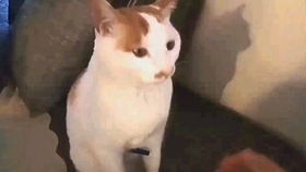给猫量体温量多久