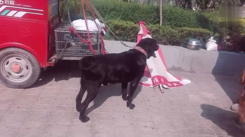 德州哪里有狗市