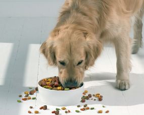 关于幼犬多久吃狗粮