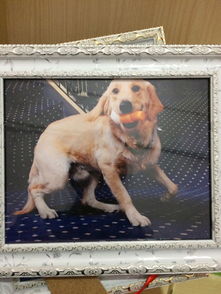 如何训练金毛犬趴下
