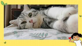 如何让猫开心