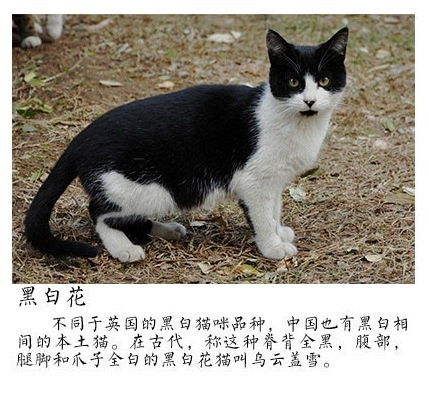 中国有哪些猫