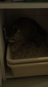如何教小猫拉屎