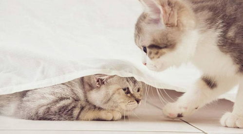 如何跟猫咪相处