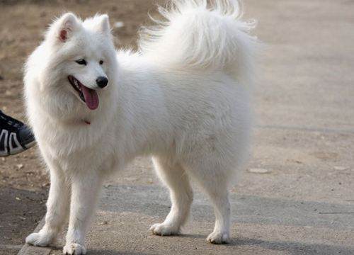 萨摩耶幼犬多久换毛