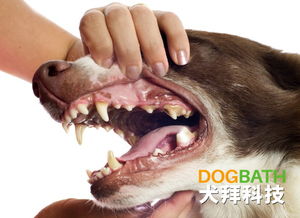 如何治狗狗口臭