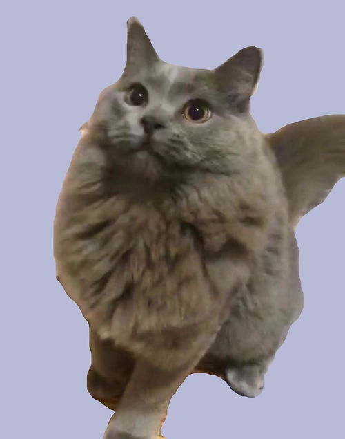 如何辨别猫发情