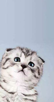 杂交折耳猫会有哪些疾病