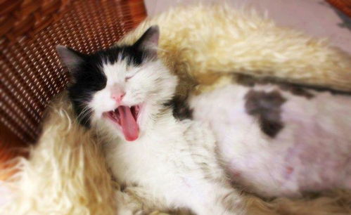 家猫生产前有哪些表现
