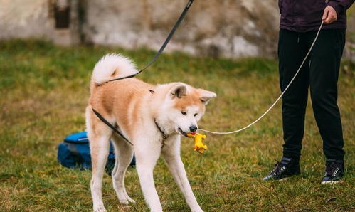 秋田犬能训练哪些