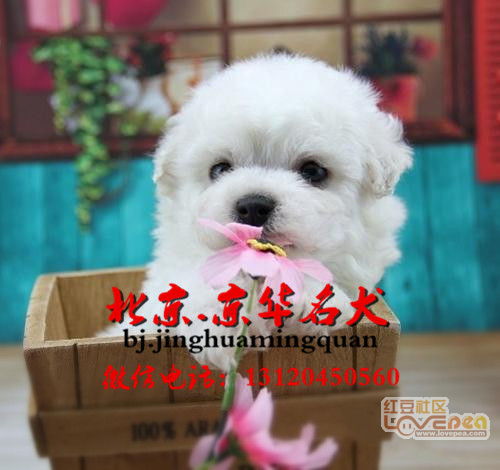 北京哪里可以买到小狗