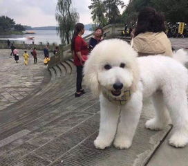 巨贵犬和泰迪哪个聪明