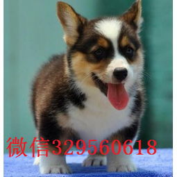 佛山哪里卖柯基犬