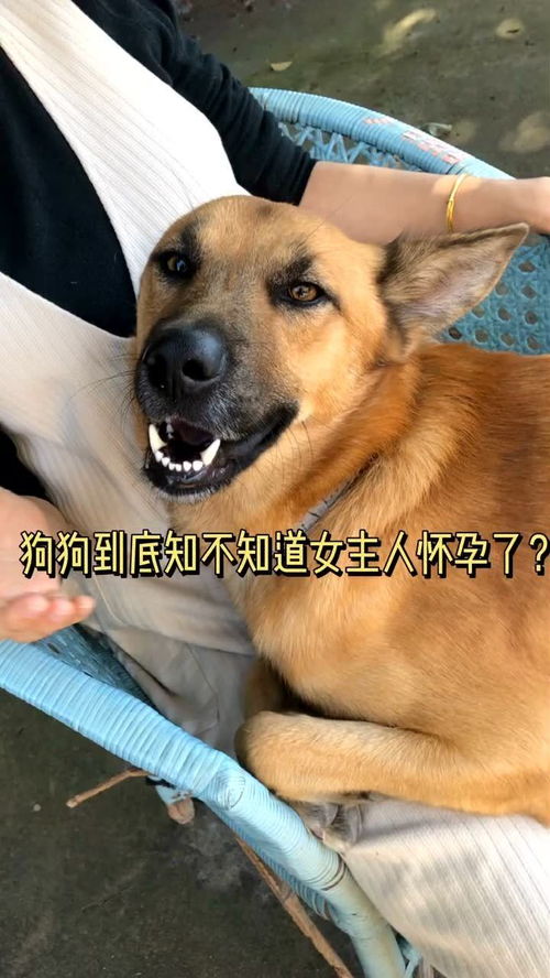 狗狗如何测试怀孕