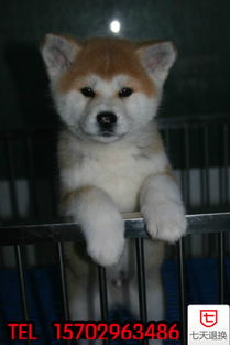 秋田幼犬如何饲养