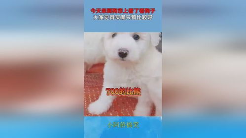 大家买狗在哪里买
