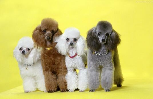 哪些犬属于贵宾犬