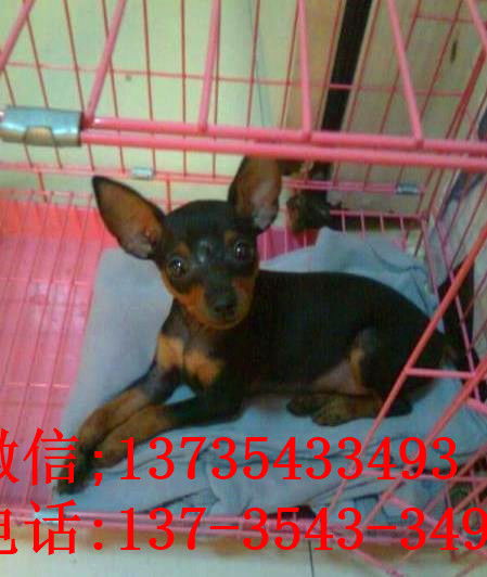 哪里买小鹿犬