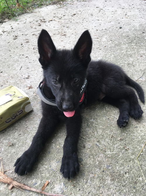 东德牧羊犬如何饲养