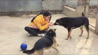 如何正确陪狗狗玩