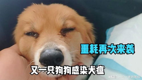 狗狗传染犬瘟要多久