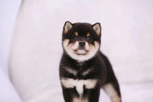 柴犬失格有哪些种类